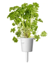 Click & Grow - Seeds Parsley