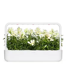 Click & Grow - White Snapdragon / 3-Pack