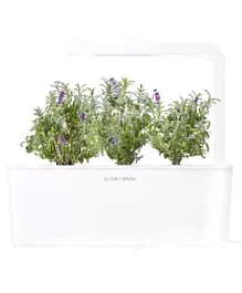 Click & Grow - Seeds Lavender